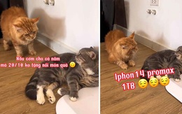 Cô nàng mèo giận dỗi vì người yêu không tặng quà 20-10