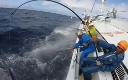 Hàng chục cần thủ giật cá mỏi tay ở ngoài biển