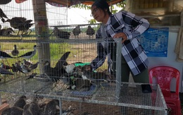 Báo động tình trạng mua bán chim, cò mùa nước nổi