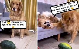 Chú chó bất mãn với cô chủ thích ra vẻ