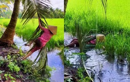 Cô gái đu tàu dừa bay vào ruộng lúa