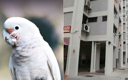 Phải bán nhà vì con vẹt hàng xóm nói như cái máy phát thanh