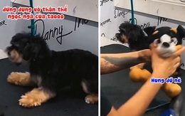 Chú chó tắt chế độ hung hăng khi thấy chủ đánh thú bông