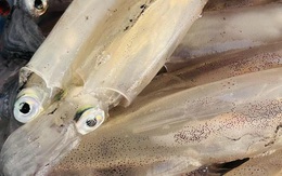 Vì sao Hàn Quốc vẫn là thị trường 'đỉnh' nhập khẩu mực, bạch tuộc Việt Nam?