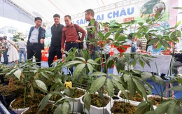 Sâm Lai Châu thiếu thứ quan trọng để quảng bá, phát triển?