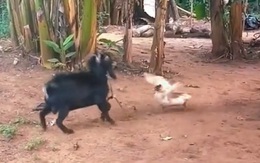 'Hắc dương sừng thủ' thi đấu với 'Bạch ngan chảo cước'