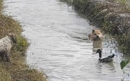 'Đố anh bắt được em' phiên bản chó và vịt