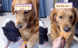 Cậu chủ bất ngờ trước lòng tốt của golden