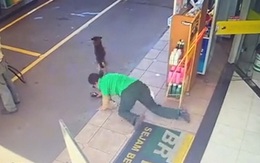 Chú chó '5 lần 7 lượt' làm khách vấp ngã khi nằm trước cửa quán