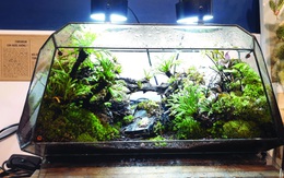 Đem thiên nhiên vào hộp Terrarium
