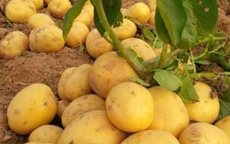 Những loại rau chứa tinh bột có lợi cho sức khỏe