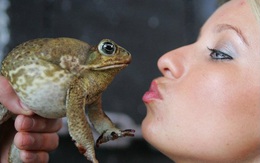 Chính quyền 'năn nỉ' du khách ngừng liếm cóc để tìm hưng phấn