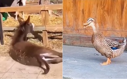 Chú vịt bị quả báo khi cười nhạo lừa