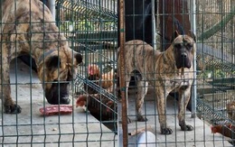 Chú chó đứng ngơ ngác vì bị gà cướp mất cục xương