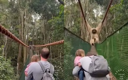 Chú khỉ coi mình là 'cha thiên hạ' đu cầu dây treo, bắt du khách né