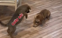 Chú chó khổ sở vì bị cún con giành giật cục xương