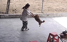 Chú chó được cô chủ cho chơi trò đu quay