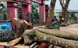 Trường tỉa cây bằng cách cắt trụi, phụ huynh bức xúc