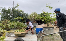 Đà Nẵng: Nhà vườn tất bật chăm mai xuyên Tết vì hoa nở sớm