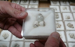 Nhiều loài chim đẻ trứng sớm hơn, ‘thu nhỏ’ lại vì biến đổi khí hậu