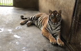 Người đàn ông nuôi 14 con hổ như... nuôi heo