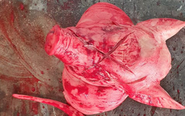 Điều tra vụ phóng viên báo Tuổi Trẻ bị ném đầu lợn và tạt máu vào giữa nhà