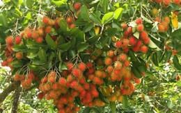 Chôm chôm, loại trái ngon giàu vitamin C và chất xơ