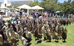Đội quân vịt – vũ khí bí mật của tập đoàn rượu nho 300 tuổi