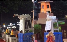 Cao thủ vịt né vòng khách ném siêu đỉnh