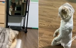 Chú mèo đắm đuối ngắm nhìn mình trong gương