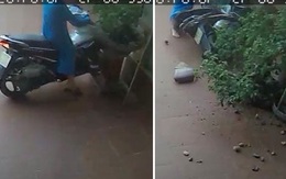 Ninja lead vít ga đâm thẳng vào cây bonsai