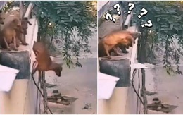 Những chú chó bị sang chấn tâm lý vì tội tài lanh nghịch dại