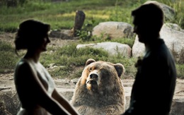 Chú gấu tỏ thái độ khi thấy cặp đôi hôn nhau