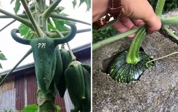 Muôn kiểu 'chọc tức' gia chủ của những loại cây trồng
