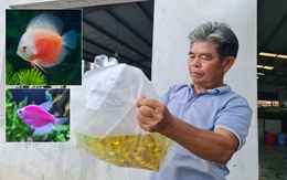 Các dòng cá bảy màu, neon, dĩa ở Anh, Đức, Mỹ có 'giấy khai sinh' Việt Nam