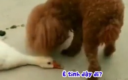 Chú vịt giả chết để lừa chó con