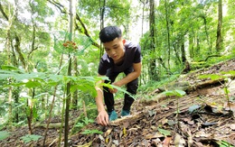 Kon Tum hỗ trợ thiệt hại cho người trồng sâm Ngọc Linh bị chết