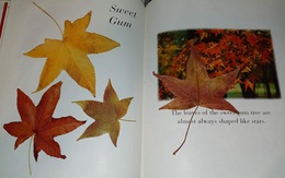 Săn "kho báu" bỏ quên trong sách thư viện