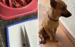 Chú chó chê thức ăn vì chủ chưa nấu chín