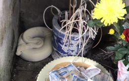 Thực hư 'bạch xà' xuất hiện ở đình làng, người dân đổ xô ra xem?