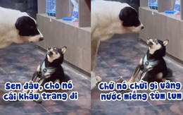 Chú chó xin khẩu trang vì đồng bọn chửi văng nước miếng tùm lum