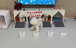 Chú chó bức xúc khi bị đồng bọn giành chuồng