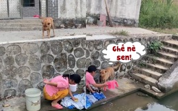 Chú chó lấy ghế cho cô chủ ngồi giặt quần áo đỡ đau lưng