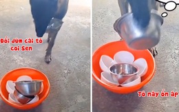 Chú chó thông minh đổi tô cũ lấy mới