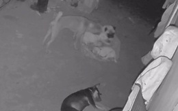 Chú chó ấm ức khi bị đồng bọn giành mất nệm