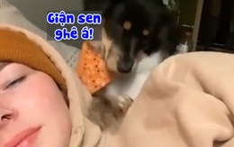 Chú chó hôn cô chủ nhưng bị từ chối nên liền tự ái