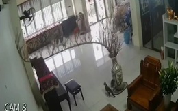 Mèo quậy phá làm vỡ lục bình sứ của gia chủ