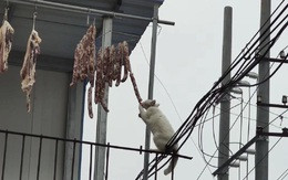Ảnh vui 17-1: Chưa Tết mà 'đạo chích' lộng hành quá đi!