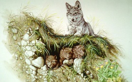 Thử tài tinh mắt: Bạn đếm được tất cả mấy con vật trong hình?