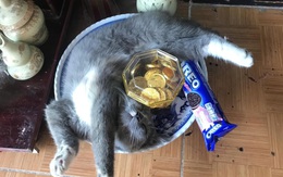 Ảnh vui 27-1: 'Chú mèo tài lộc' khiến dân mạng cười bò